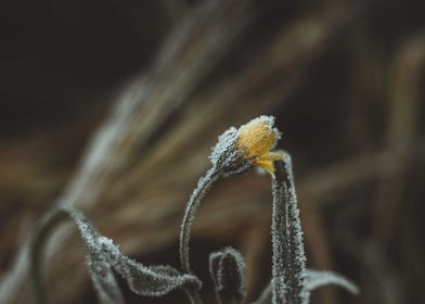 Frozen Flowers