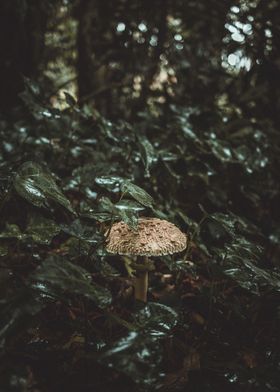 Peak a Boo with a Mushroom