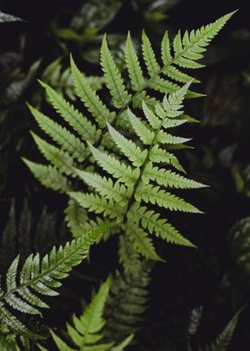 green leaf