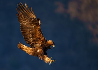 Golden eagle in flight in 