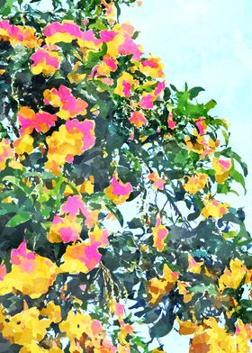 Summer Bougainvillea