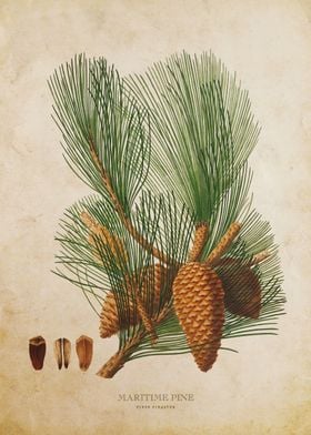 Vintage Maritime Pine Tree