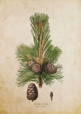 Vintage Swiss Pine Tree