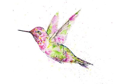 Annas Hummingbird