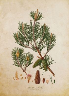 Vintage Virginia Pine Tree