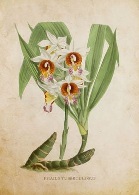 Vintage Orchid Flower