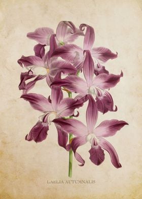 Vintage Orchid Flower