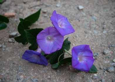 Blue flowers