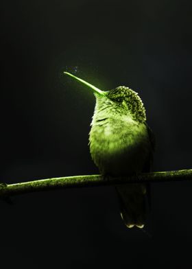 Luminous Humming Bird