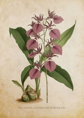 Vintage Orchid Flower