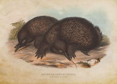 Short Beaked Echidna