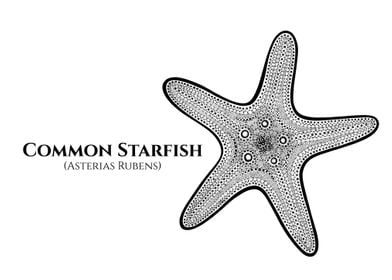 Common Starfish Drawing