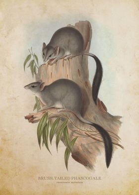 Brush Tailed Phascogale