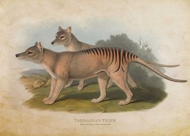 Tasmanian Tiger