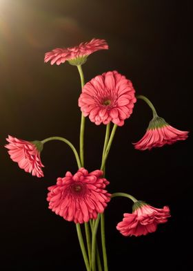 Pink Gerbera Daisies