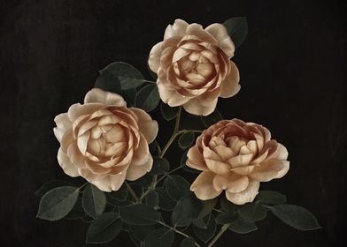 Trio Lady of Shallot Roses