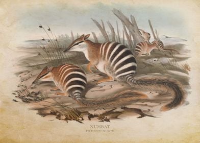 Numbat Banded Anteater