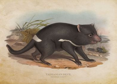 Tasmanian Devil