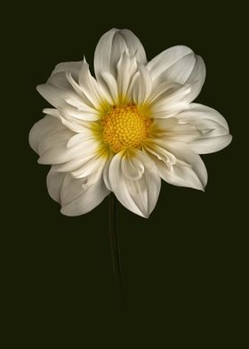 The White Dress Dahlia