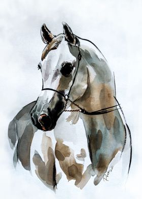 Arabian White Horse