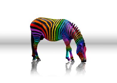 Rainbow Zebra