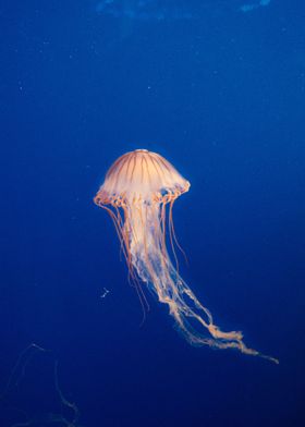 Sea Nettle Jellyfish