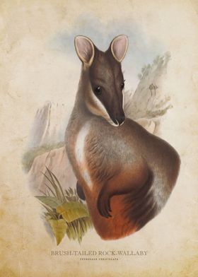 Brush Tailed Rock Wallaby