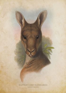 Eastern Grey Kangaroo