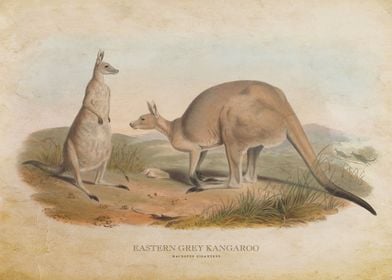 Eastern Grey Kangaroo