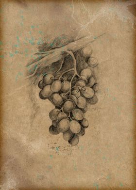 Grapes on vintage