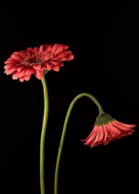 Two Pink Daisies