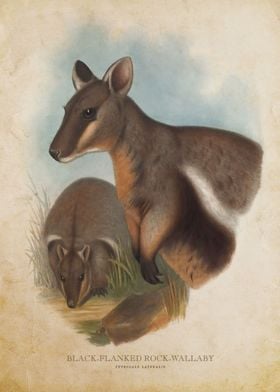 Black Flanked Rock Wallaby