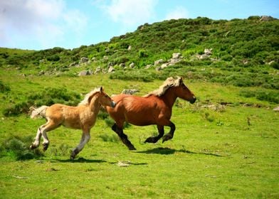 HORSES IN THE MOUNTAIN