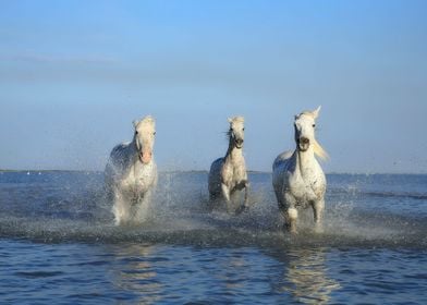 HORSES IN THE SEA