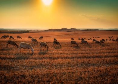 SHEEP AND SUNSET