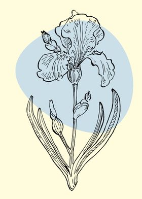 Iris flower