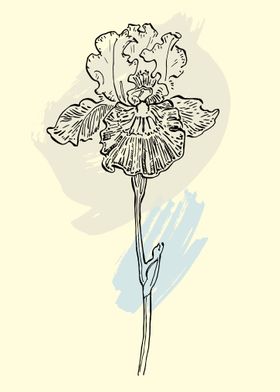 Iris flower