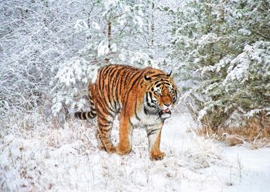 Tiger in winter wood