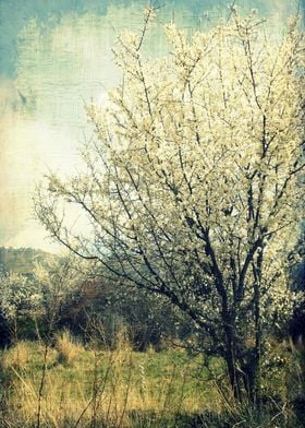 Spring blooming tree