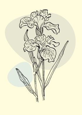 Iris flower