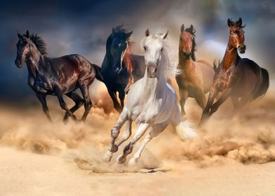 GALLOP OF HORSES IN DESERT