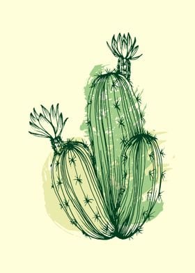 Cactus