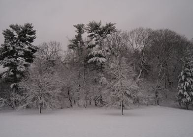 Snowy trees in winter