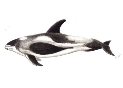 Whitebeaked dolphin 