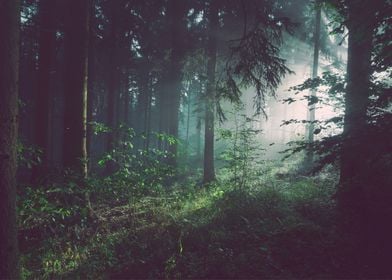 Dark Misty Forest