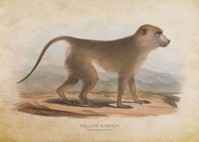 Yellow Baboon