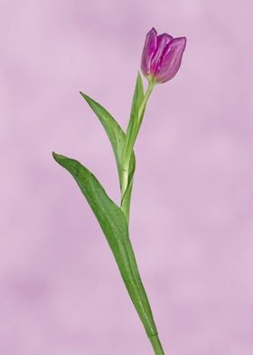 Purple tulip on purple