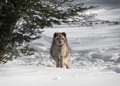 Arctic Fox