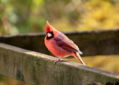 Cardinal In The Fall