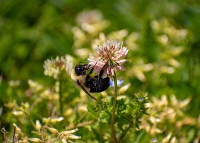 Great Smokies Bumble Bee